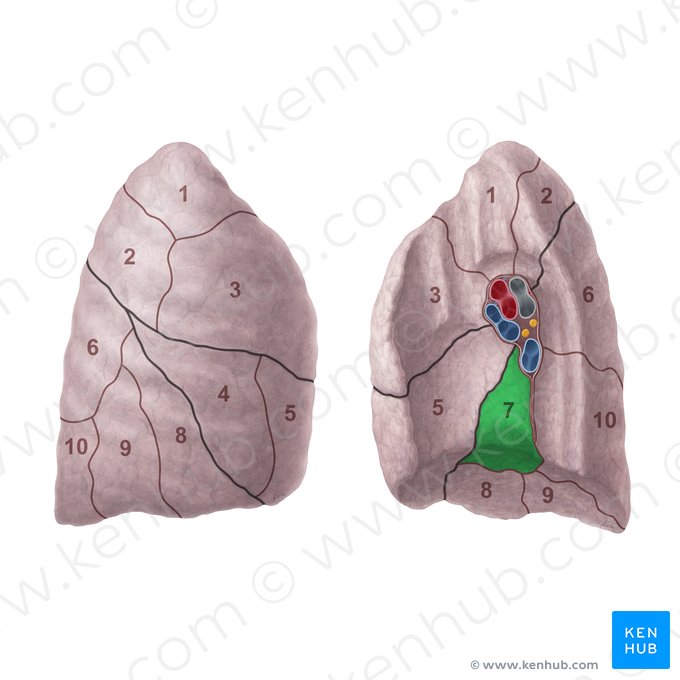 Segmento basal medial del pulmón derecho (Segmentum basale mediale pulmonis dextri); Imagen: Paul Kim
