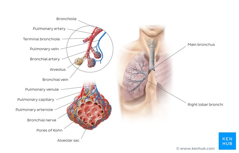 Bronchial arteries and veins (overview)