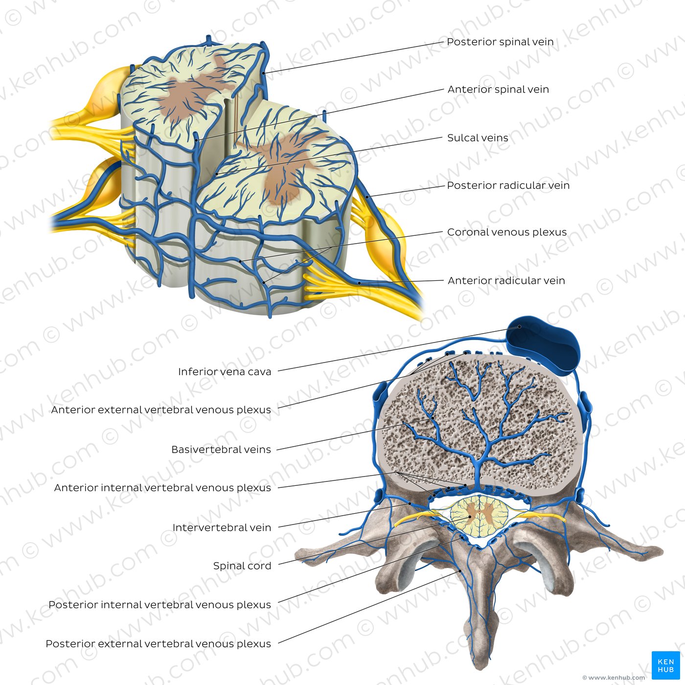 Veins of the spinal cord