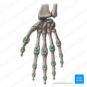 Collateral ligaments of interphalageal and metacarpophalangeal joints (Ligamenta collateralia articulationum interphalangearum et metacarpophalangearum); Image: Yousun Koh
