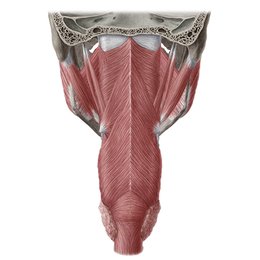 Muscles du pharynx