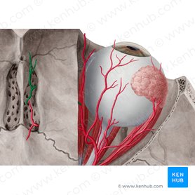 Arteria ethmoidalis anterior (Vordere Siebbeinarterie); Bild: Yousun Koh