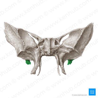 Spine of sphenoid bone (Spina ossis sphenoidalis); Image: Samantha Zimmerman