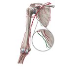 Thoracodorsal artery