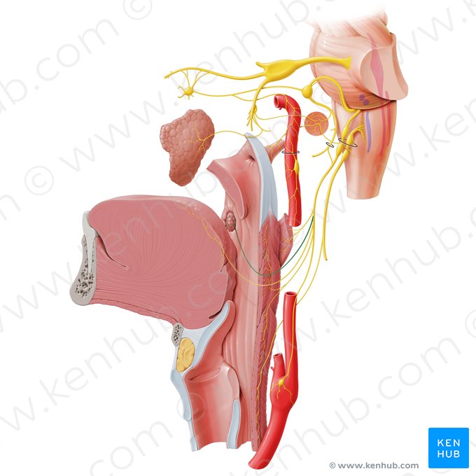 Ramos tonsilares do nervo glossofaríngeo (Rami tonsillares nervi glossopharyngei); Imagem: Paul Kim