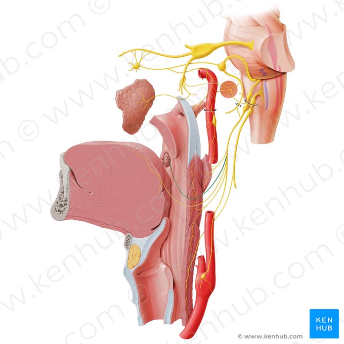 Ramos tonsilares del nervio glosofaríngeo (Rami tonsillares nervi glossopharyngei); Imagen: Paul Kim