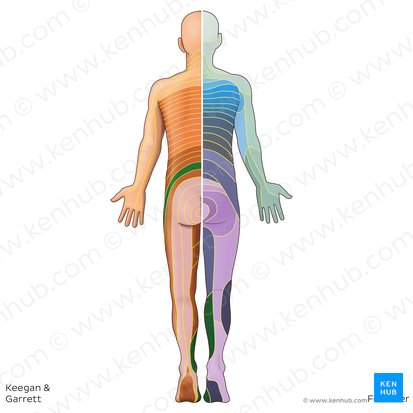 L4 dermatome (Dermatoma L4); Image: Irina Münstermann