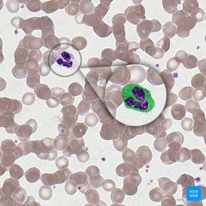 Citoplasma (Cytoplasma); Imagem: 