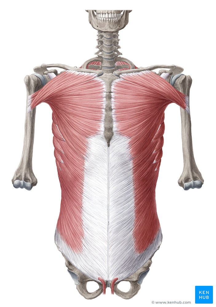 Pectoralis Major анатомия