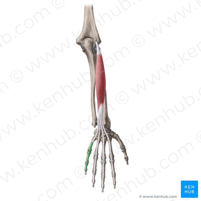 Expansão extensora do 5.º dedo da mão (Aponeurosis extensoria digiti 5 manus); Imagem: Yousun Koh