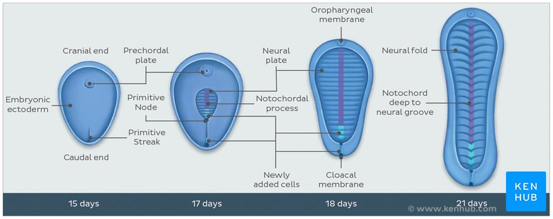 Development of the Notochord