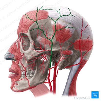 Superficial temporal artery (Arteria temporalis superficialis); Image: Yousun Koh