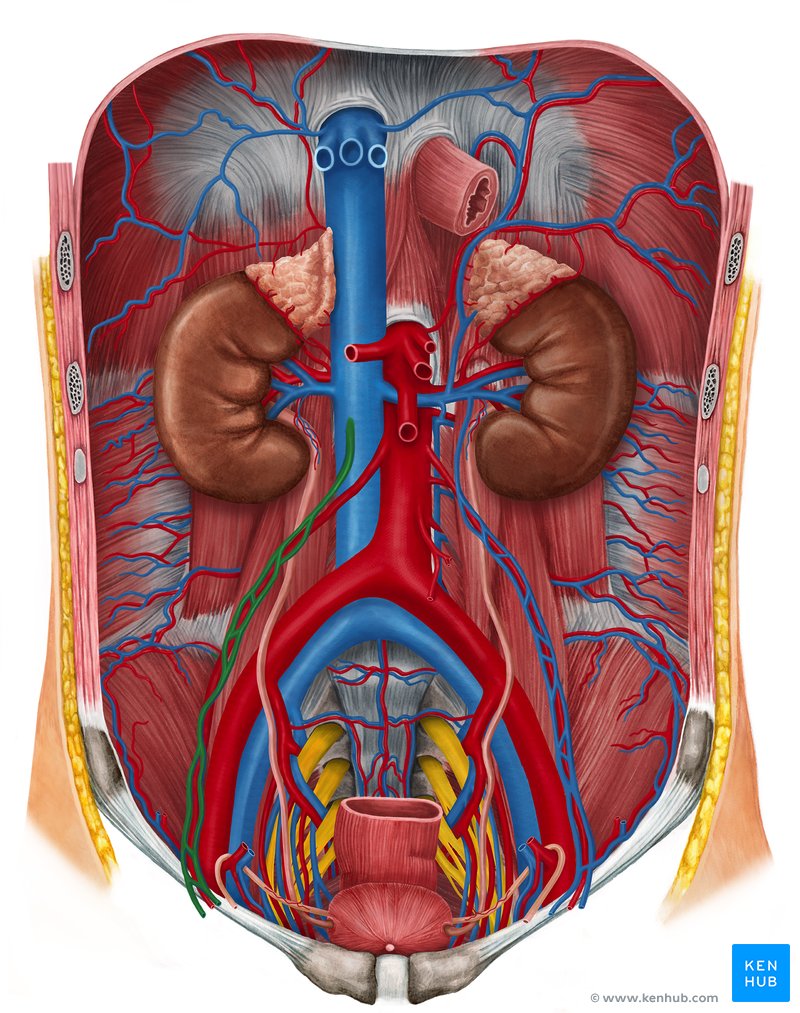 Right ovarian vein - ventral view