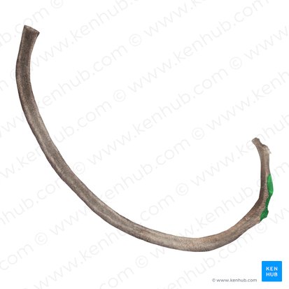 Tubercle of rib (Tuberculum costae); Image: Begoña Rodriguez