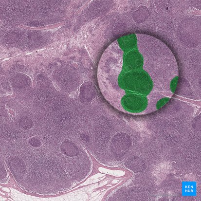 Cortex externe du nœud lymphatique (Pars superficialis corticis nodi lymphoidei); Image : 