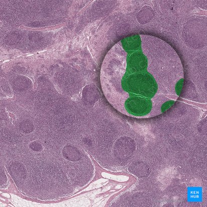 Superficial cortex of lymph node (Pars superficialis corticis nodi lymphoidei); Image: 