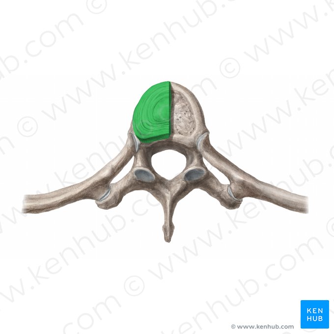 Disco intervertebral (Discus intervertebralis); Imagen: Begoña Rodriguez