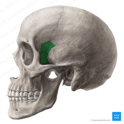 Sphenoid bone (Os sphenoidale); Image: Yousun Koh