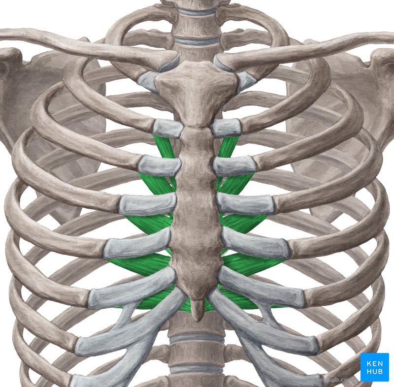 Transversus thoracis muscle (Musculus transversus thoracis)