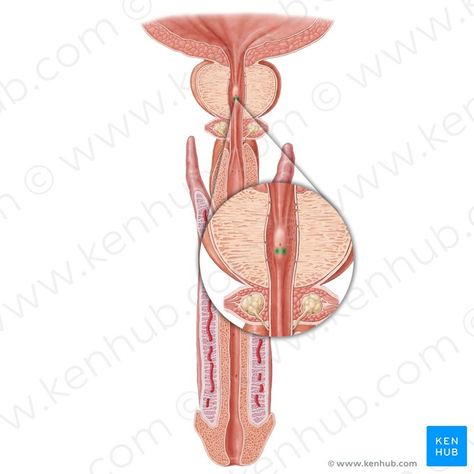 Orificio del conducto eyaculador (Ostium ductus ejaculatorii); Imagen: Samantha Zimmerman