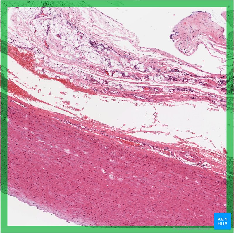 Elastic artery - histological slide