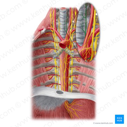 Left recurrent laryngeal nerve (Nervus laryngeus recurrens sinister); Image: Yousun Koh
