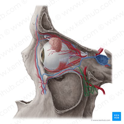 Plexo venoso pterigóideo (Plexus venosus pterygoideus); Imagem: Yousun Koh