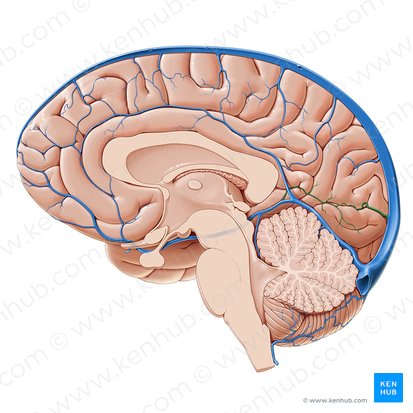 Vena occipital interna (Vena occipitalis interna); Imagen: Paul Kim