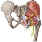 Anatomie de la hanche et de la cuisse