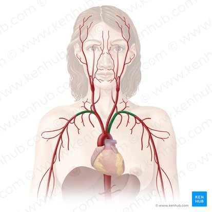 Subclavian artery (Arteria subclavia); Image: Begoña Rodriguez