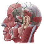 Superficial temporal artery