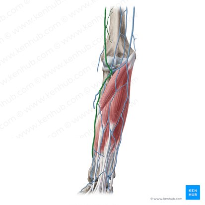 Cephalic vein (Vena cephalica); Image: Yousun Koh