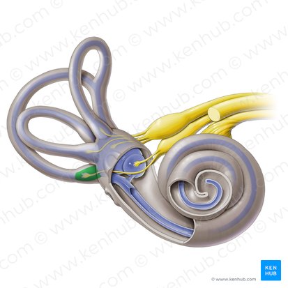 Ampolla membranosa posterior (Ampulla membranacea posterior); Imagen: Paul Kim