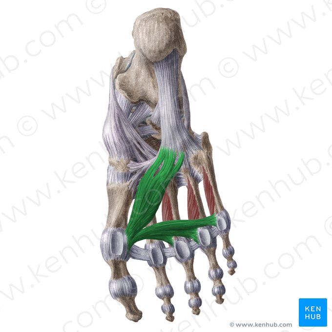 Músculo adutor do hálux (Musculus adductor hallucis); Imagem: Liene Znotina