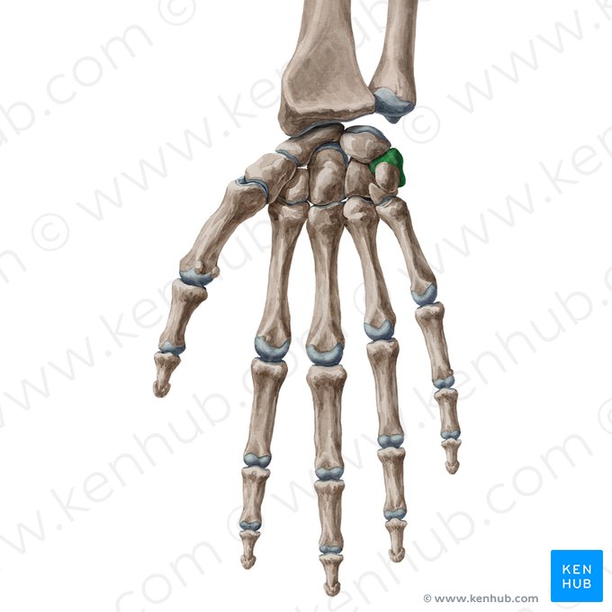 Triquetrum bone (Os triquetrum); Image: Yousun Koh