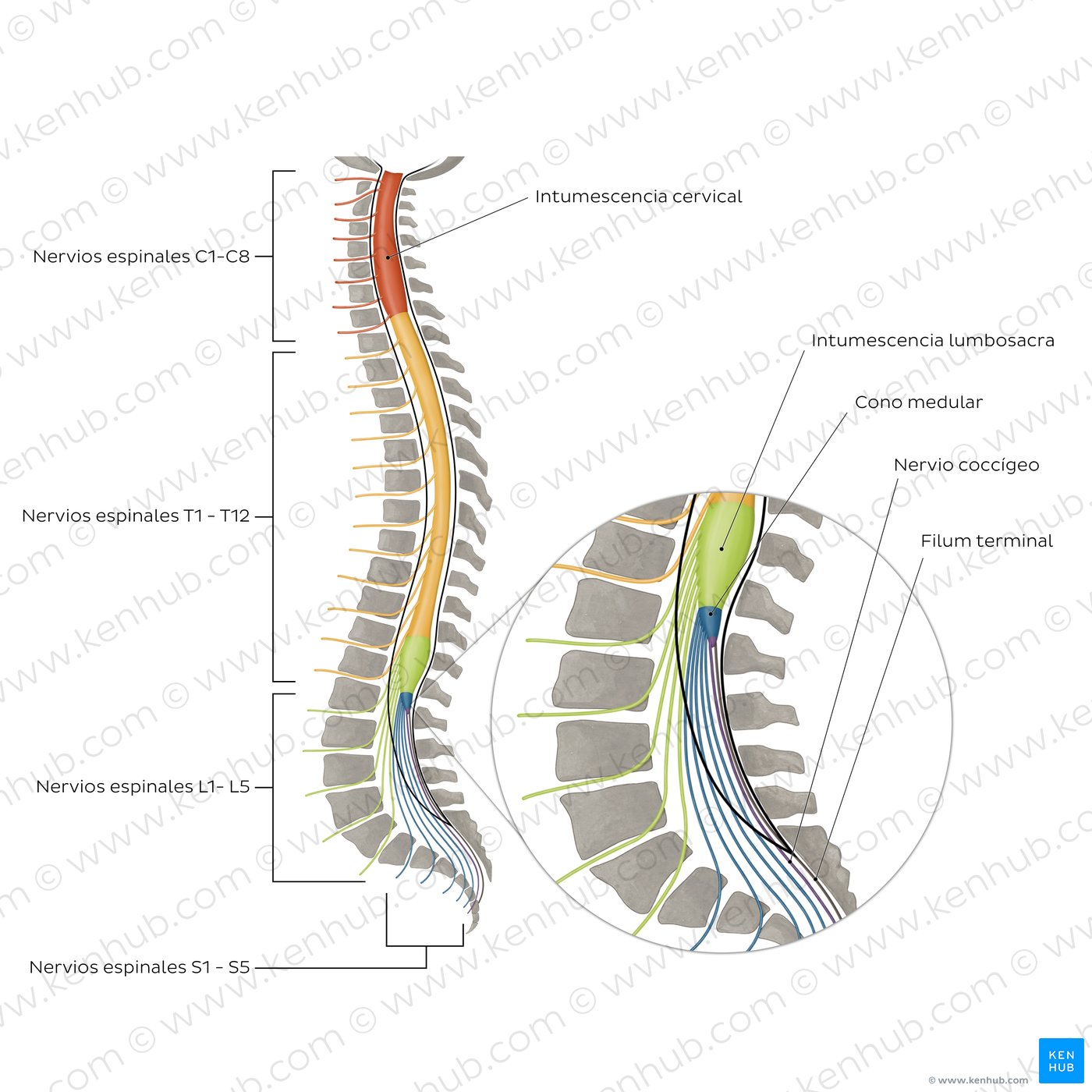 Columna vertebral y nervios espinales