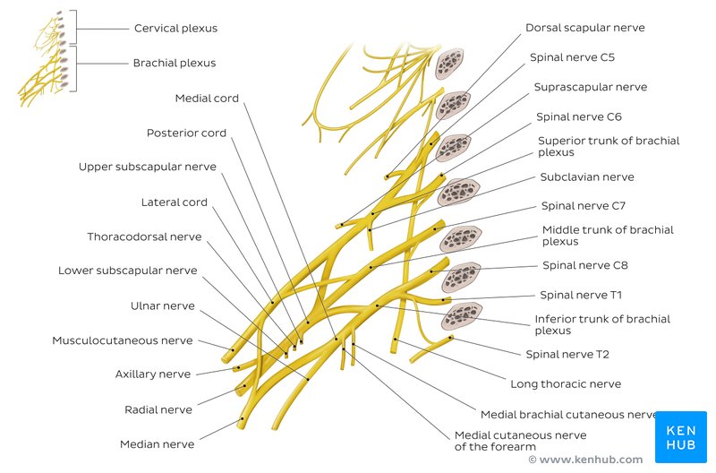 Labeled overview image of the brachial plexus.