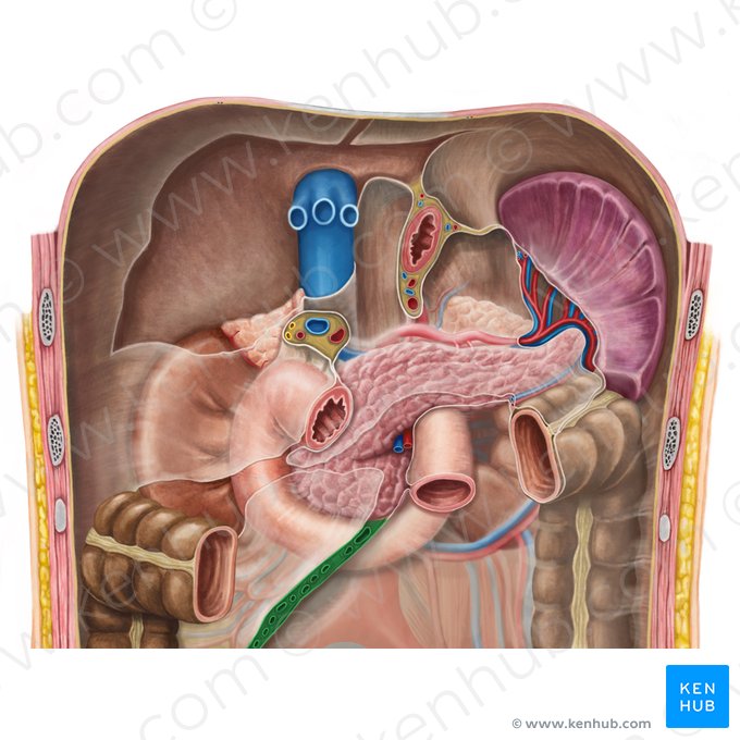 Root of mesentery (Radix mesenterii); Image: Irina Münstermann