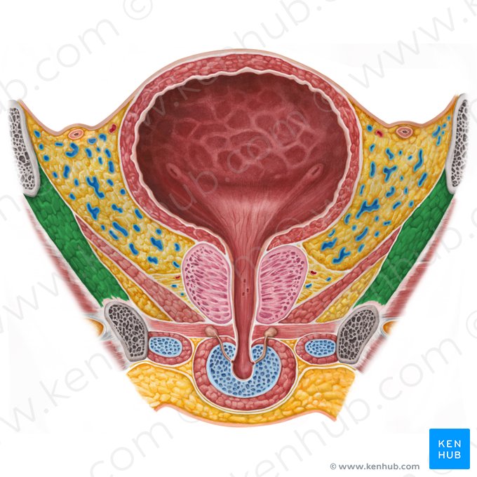 Muscle obturateur interne (Musculus obturatorius internus); Image : Irina Münstermann