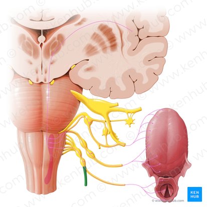 Nervio vago (Nervus vagus); Imagen: Paul Kim
