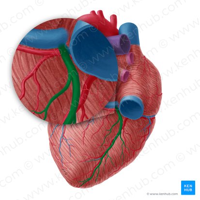 Middle cardiac vein (Vena cardiaca media); Image: Yousun Koh