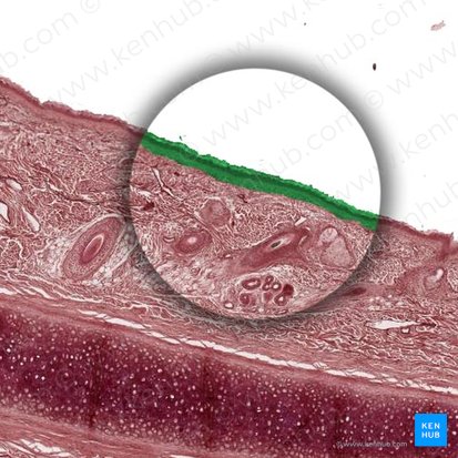 Epidermis; Bild: 