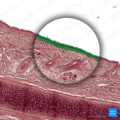 Epidermis; Imagen: 