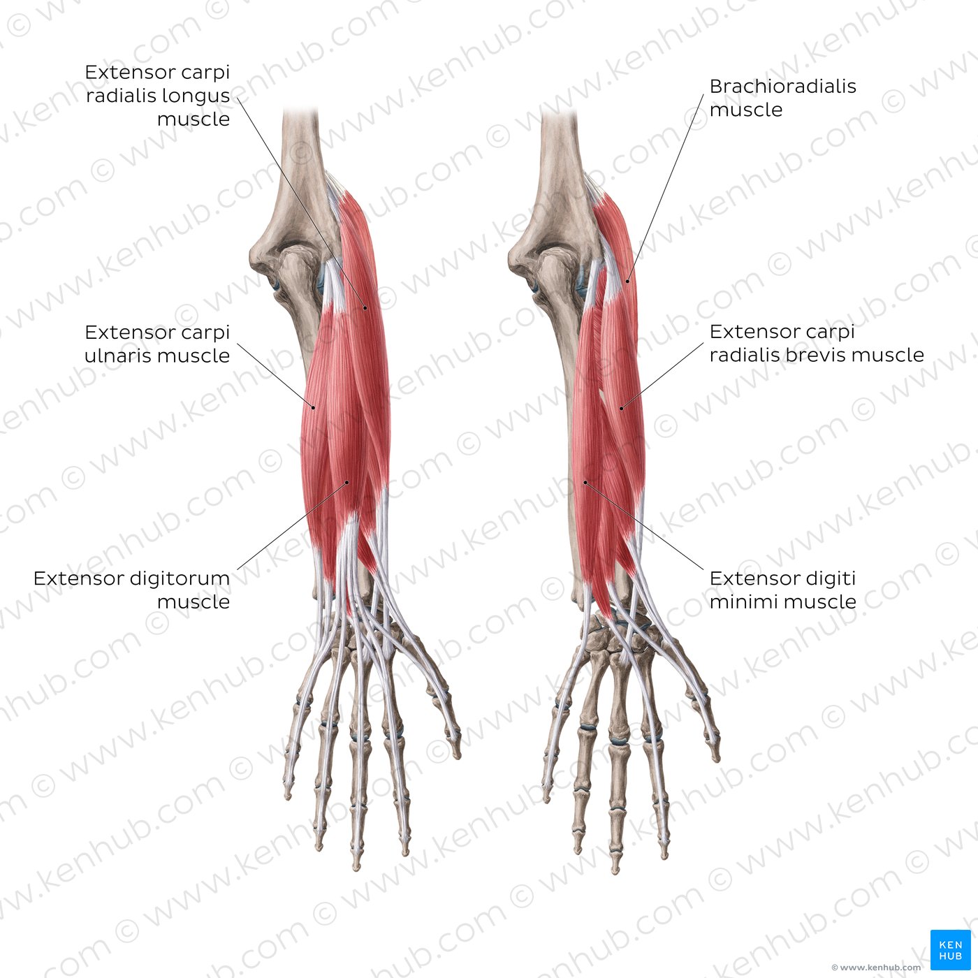 Extensors of the forearm (superficial layer)