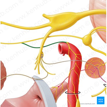 Deep petrosal nerve (Nervus petrosus profundus); Image: Paul Kim