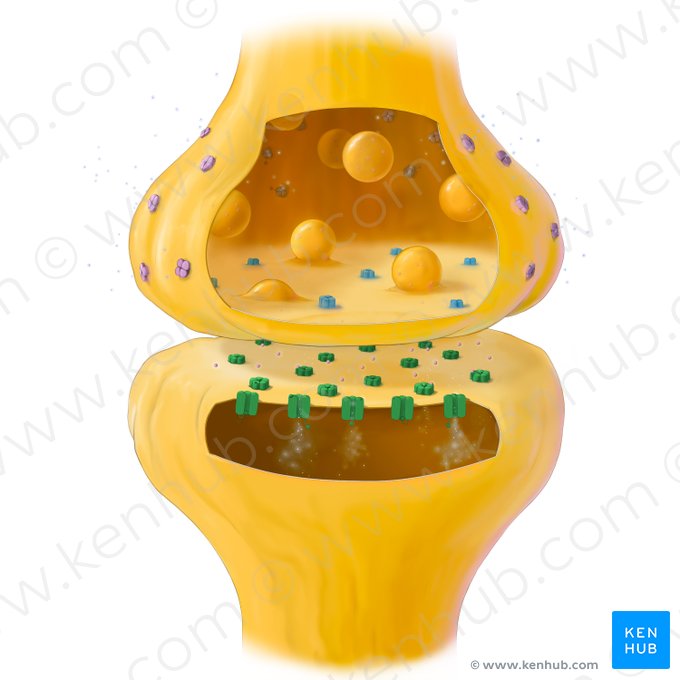 Neuroreceptor; Image: Tal Bavli Ziv