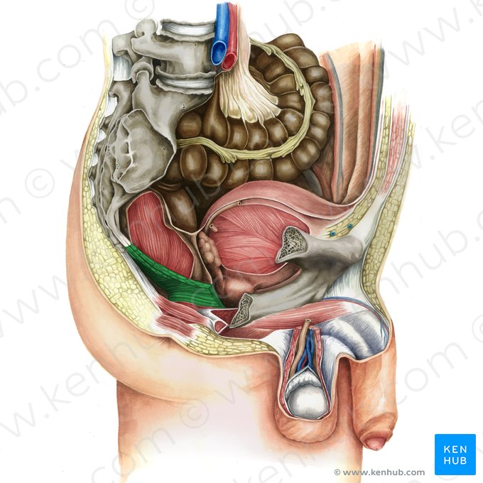 Músculo elevador del ano (Musculus levator ani); Imagen: Irina Münstermann