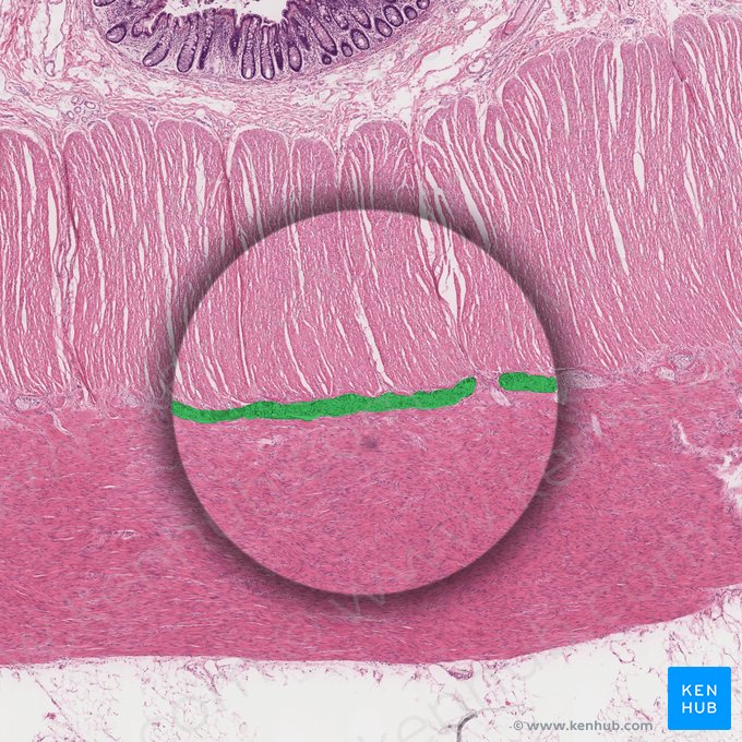 Plexo mioentérico (de Auerbach) (Plexus myentericus); Imagem: 