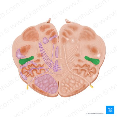 Núcleo reticular lateral (Nucleus reticularis lateralis); Imagen: Paul Kim