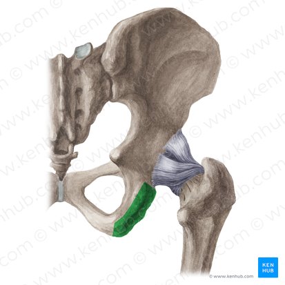 Ischial tuberosity (Tuber ischiadicum); Image: Liene Znotina